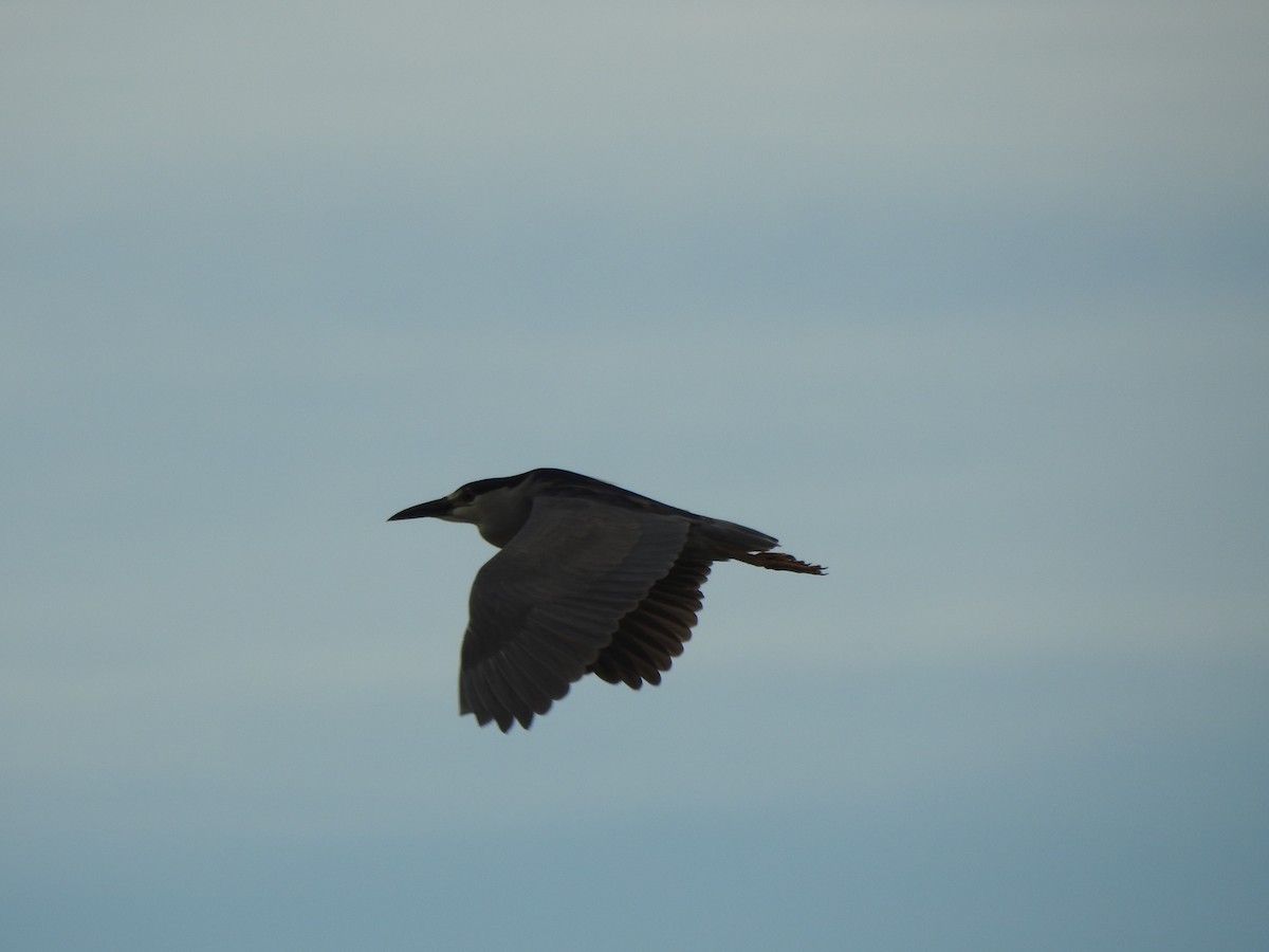 Black-crowned Night Heron - Ron Marek