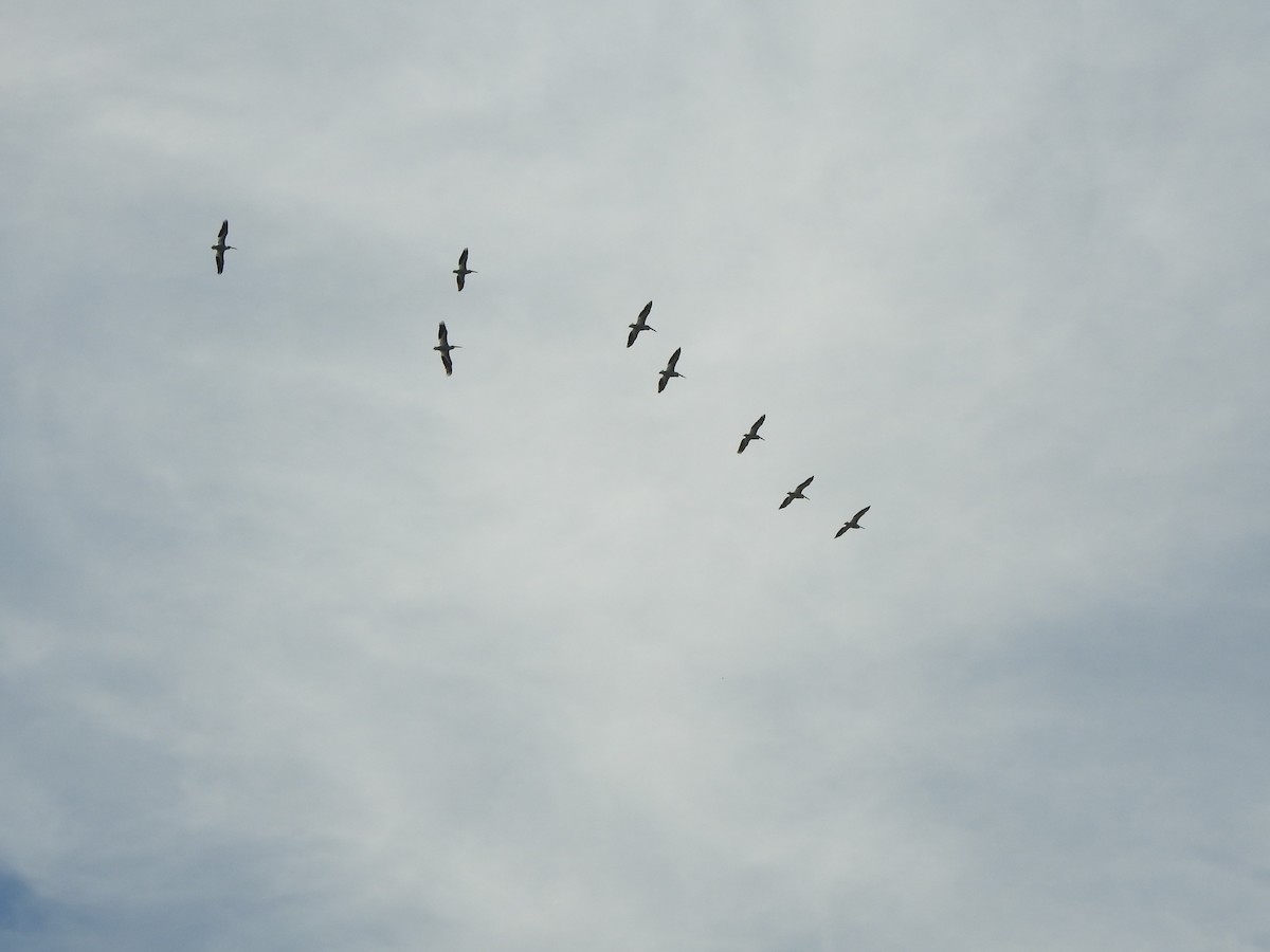 American White Pelican - ML597774831