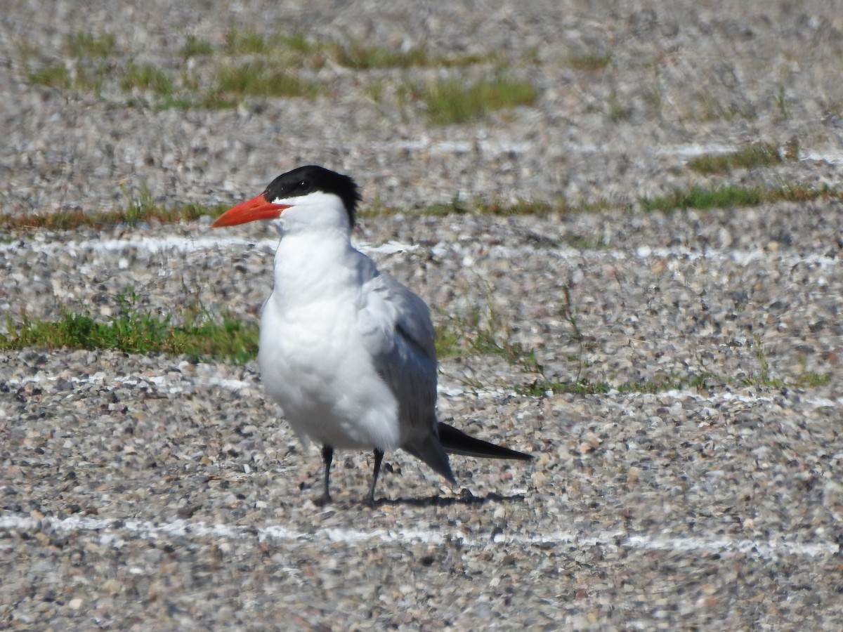 Caspian Tern - ML597774901