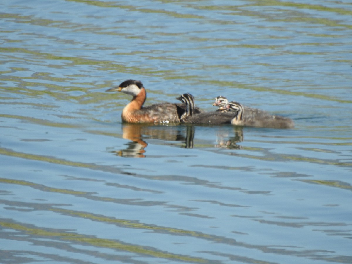 Red-necked Grebe - Ron Marek