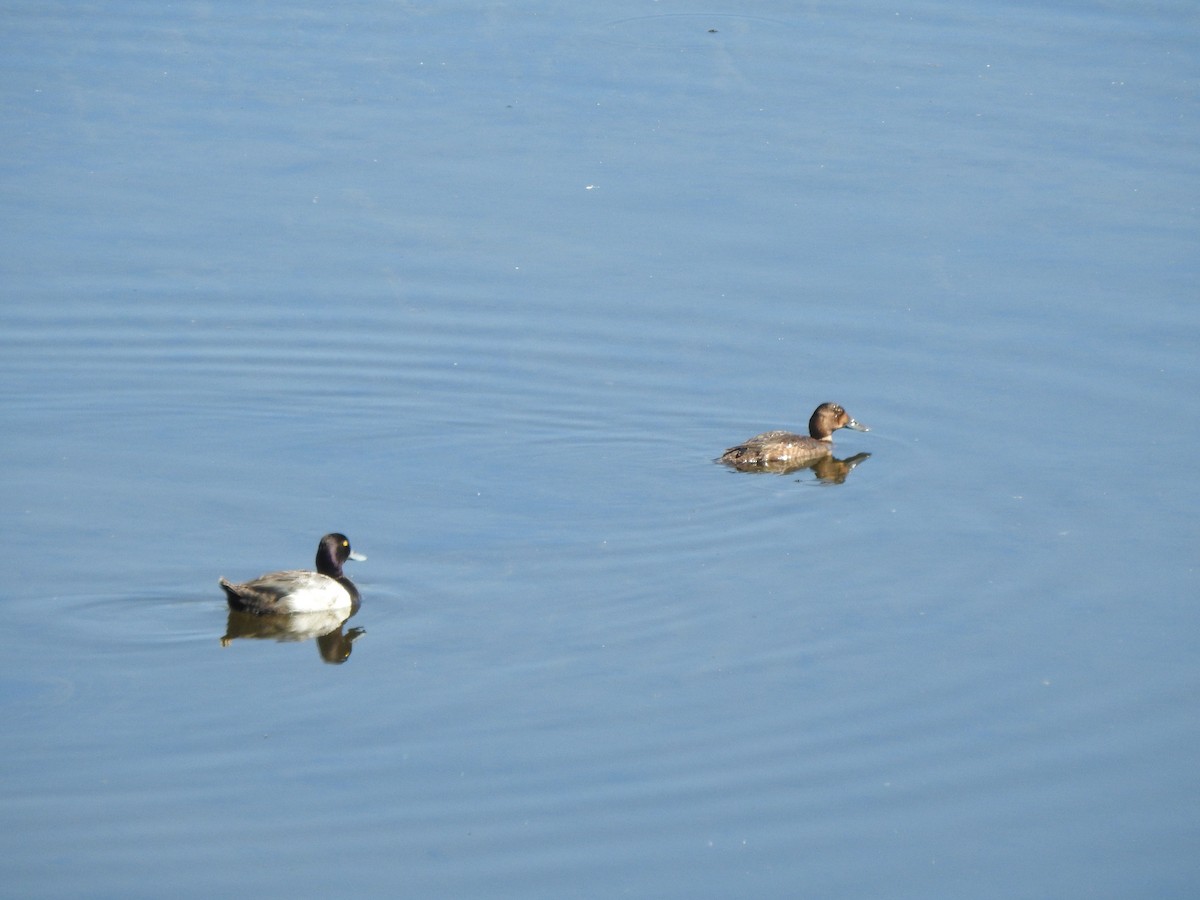 Lesser Scaup - Ron Marek