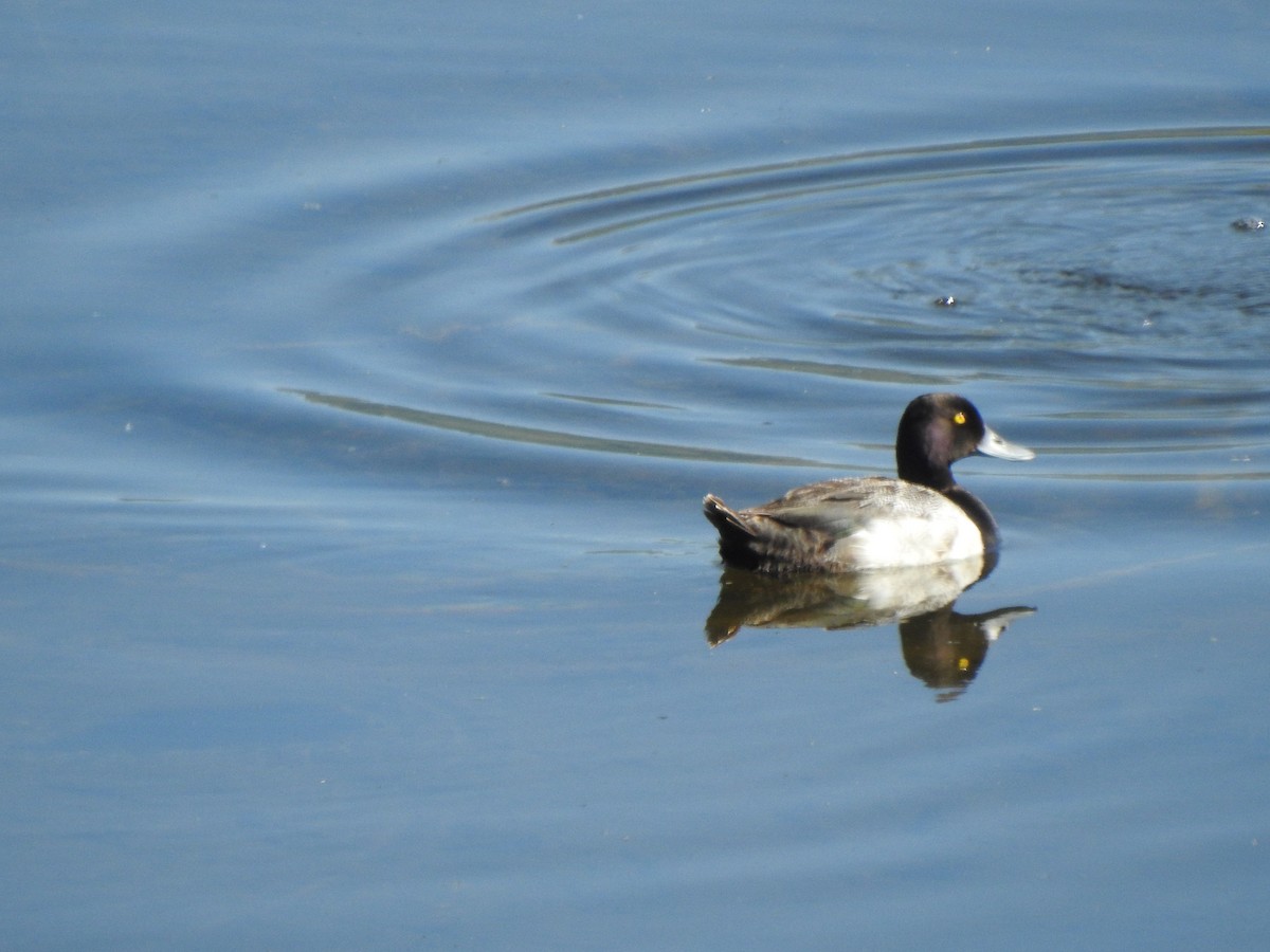 Lesser Scaup - ML597775041