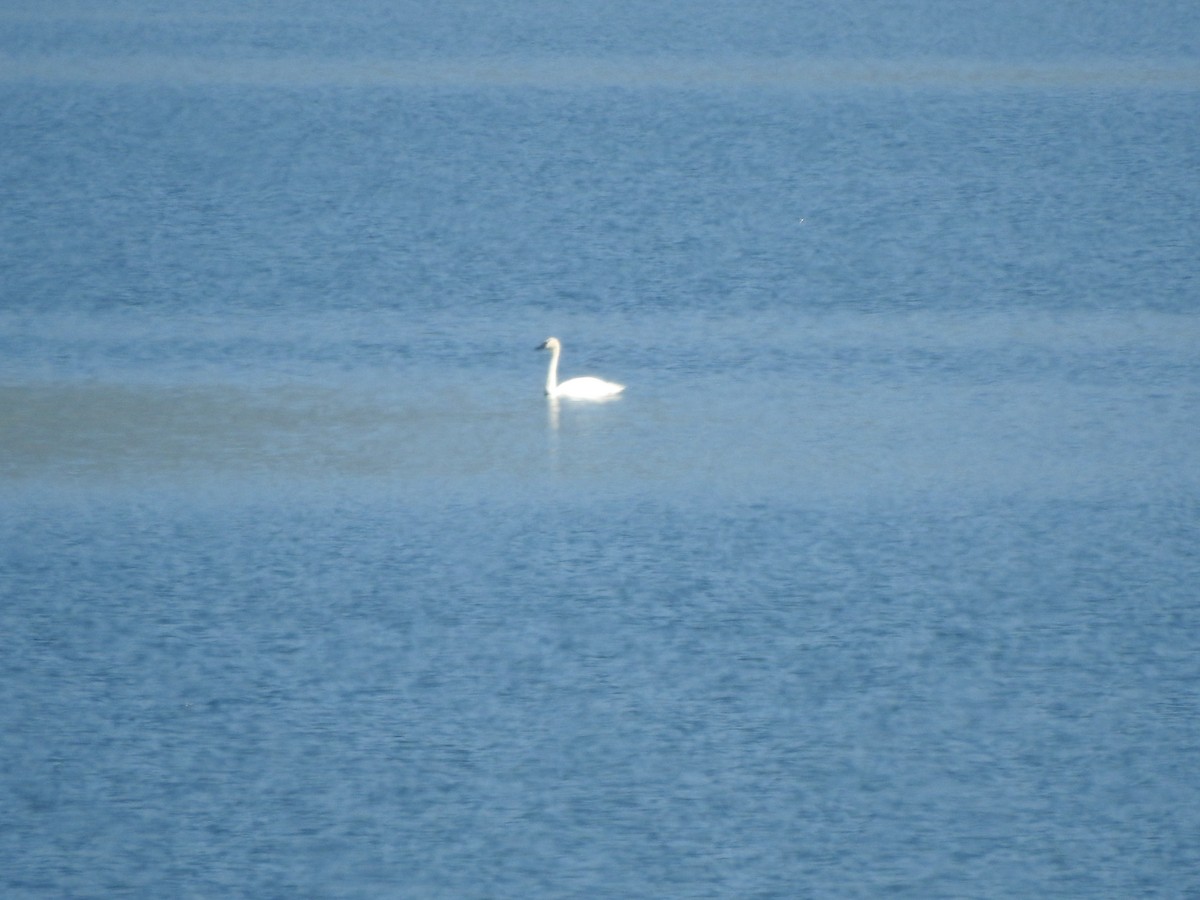 Trumpeter Swan - ML597775051