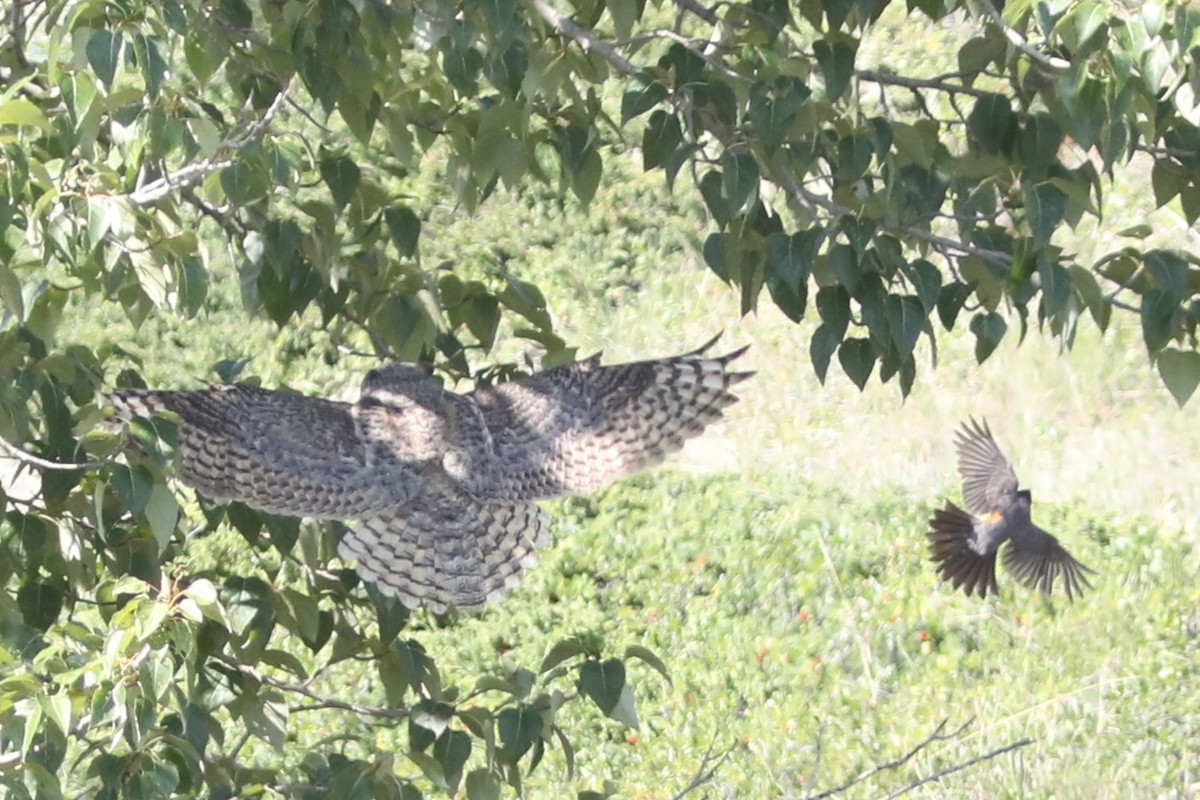 Great Horned Owl - Irene Crosland