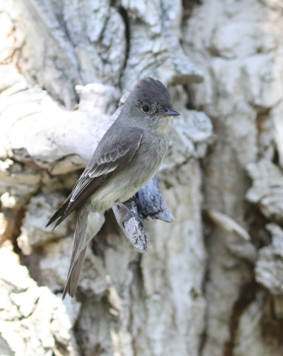 Western Wood-Pewee - Irene Crosland