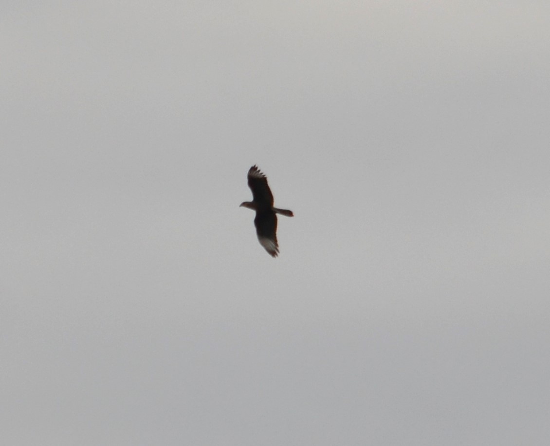 Crested Caracara (Southern) - ML597776451