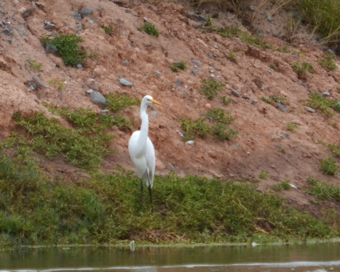 Great Egret - ML597776961