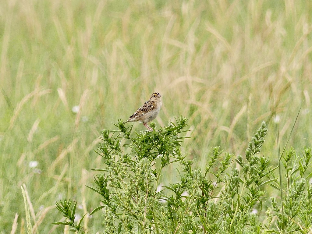 Chingolo Saltamontes - ML597776971