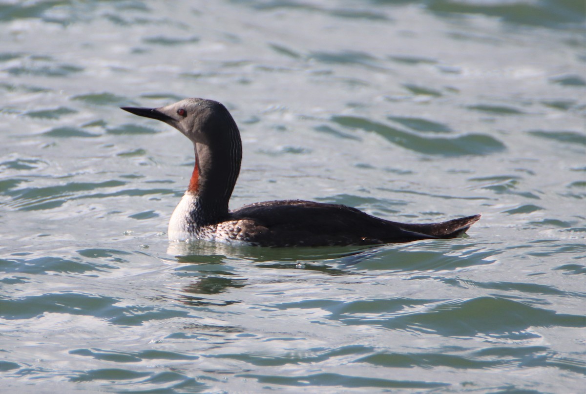 Red-throated Loon - ML597777271