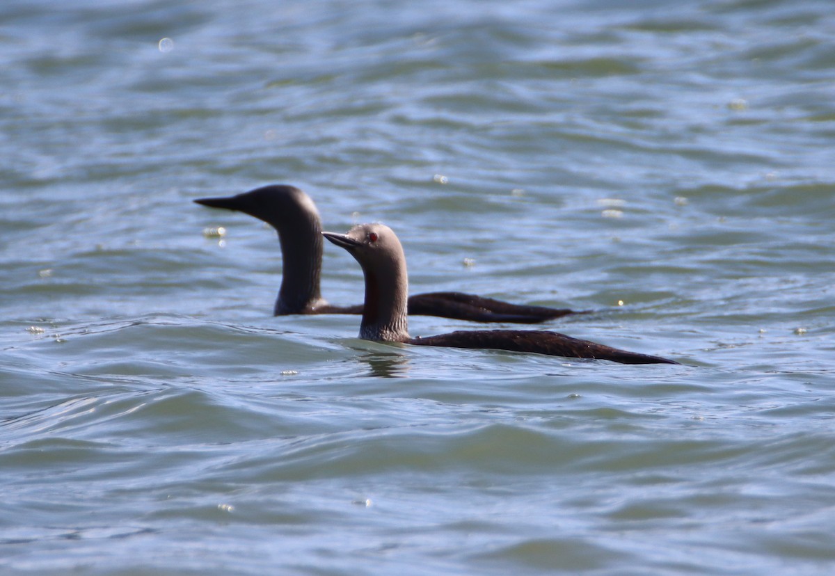 Red-throated Loon - ML597777451