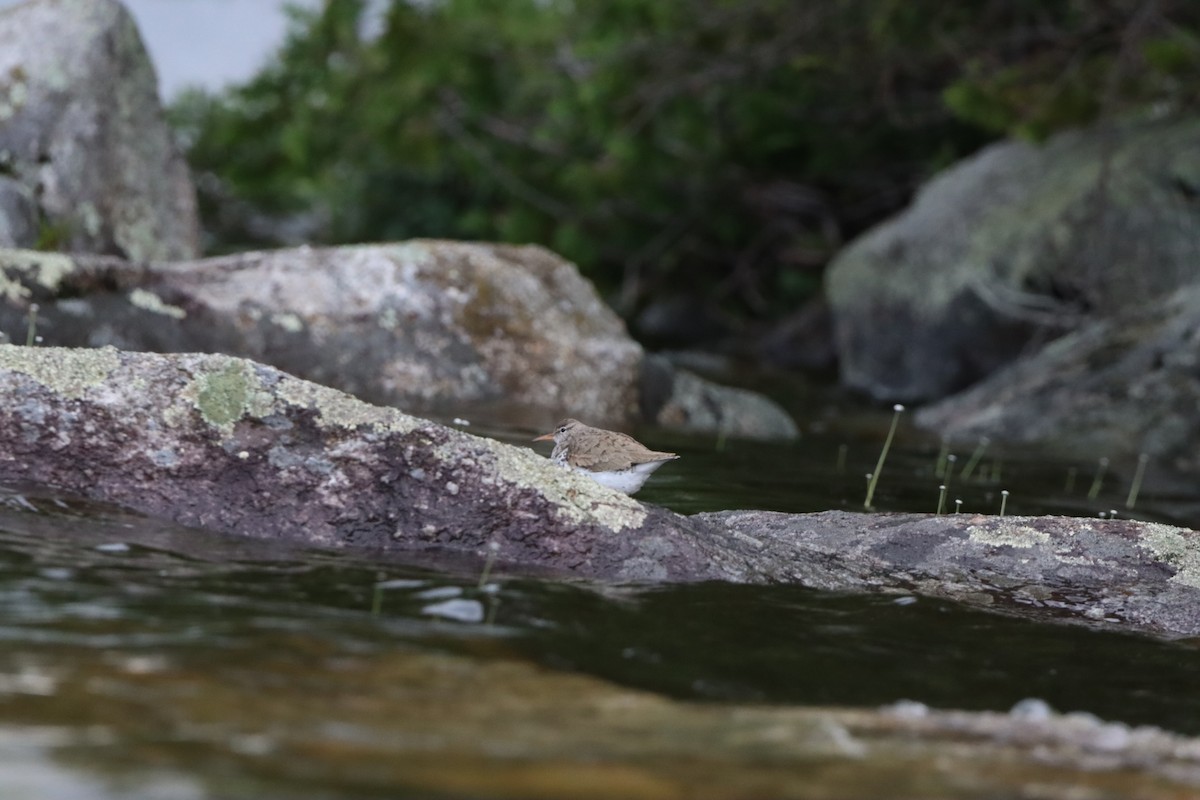 Spotted Sandpiper - ML597777891