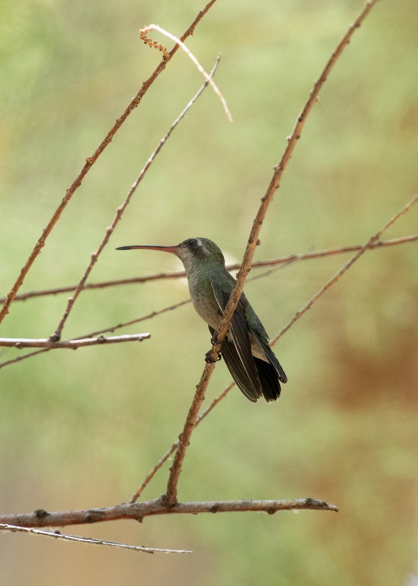 Broad-billed Hummingbird - ML597778031