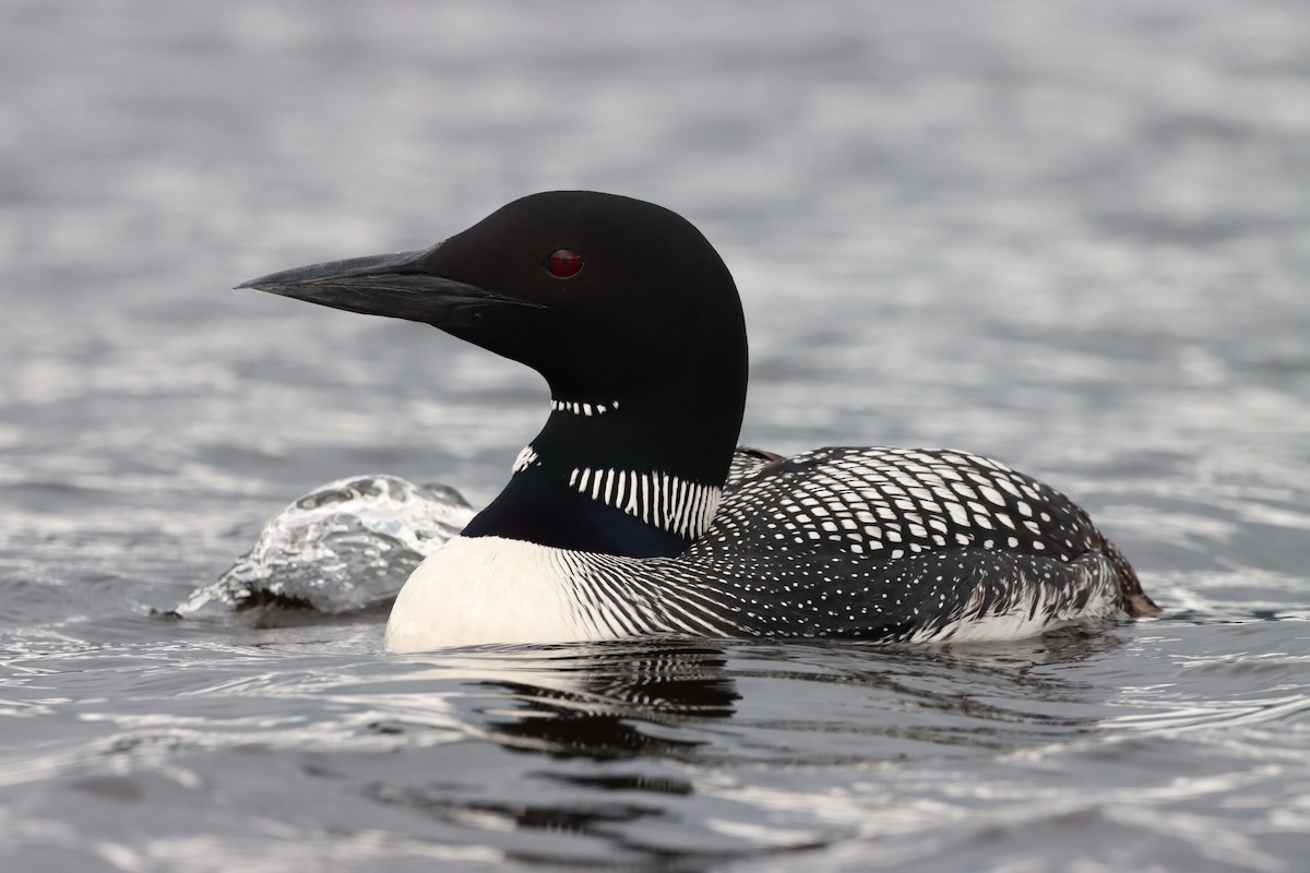 Common Loon - ML597778061