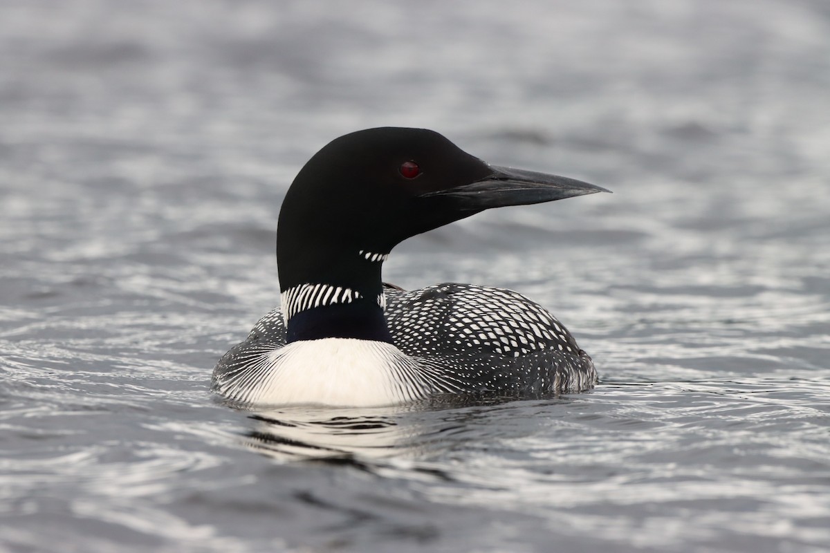 Common Loon - ML597778071