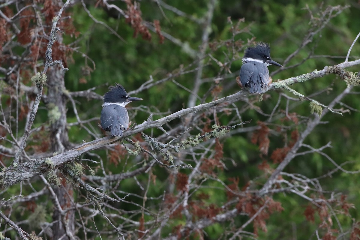 Belted Kingfisher - ML597778381