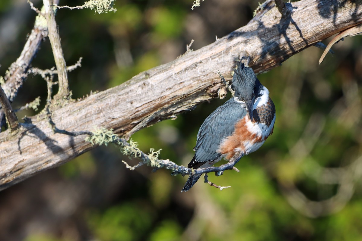 Belted Kingfisher - Michelle Chase