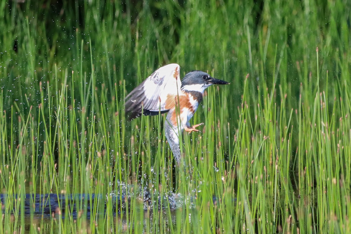 Belted Kingfisher - ML597778451