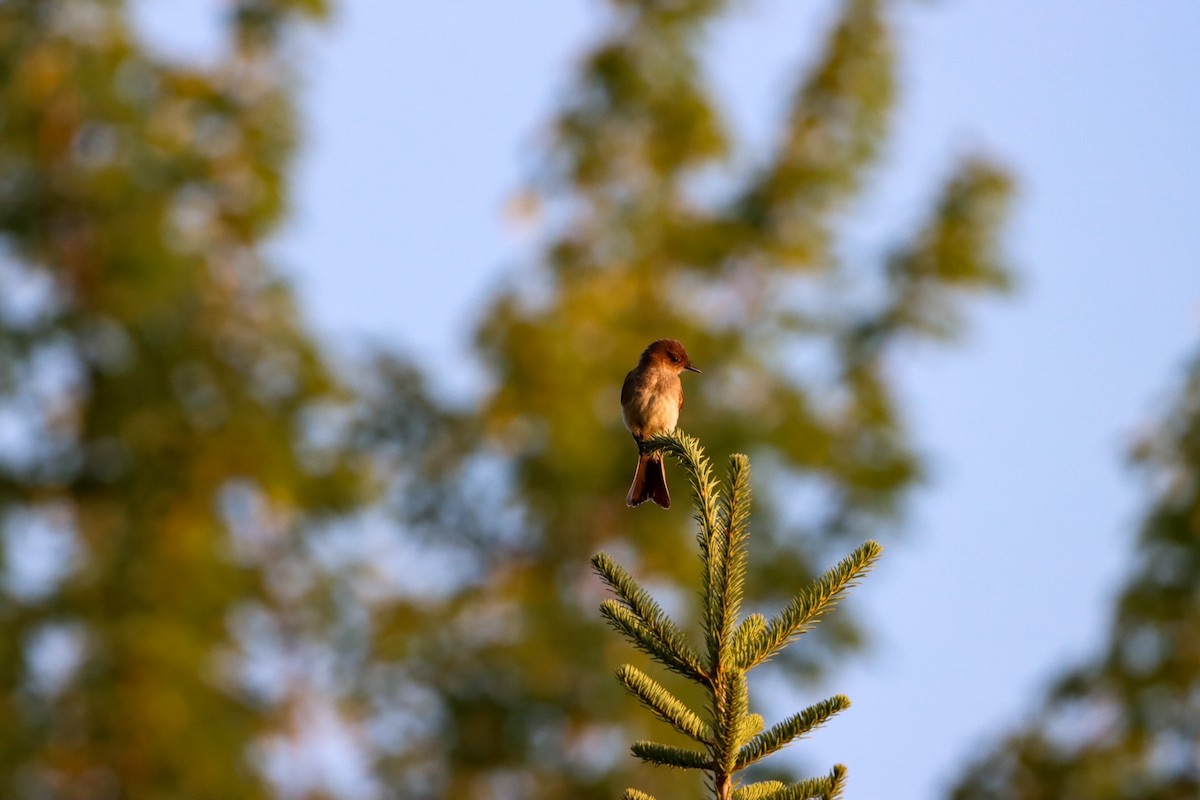 Eastern Phoebe - Michelle Chase