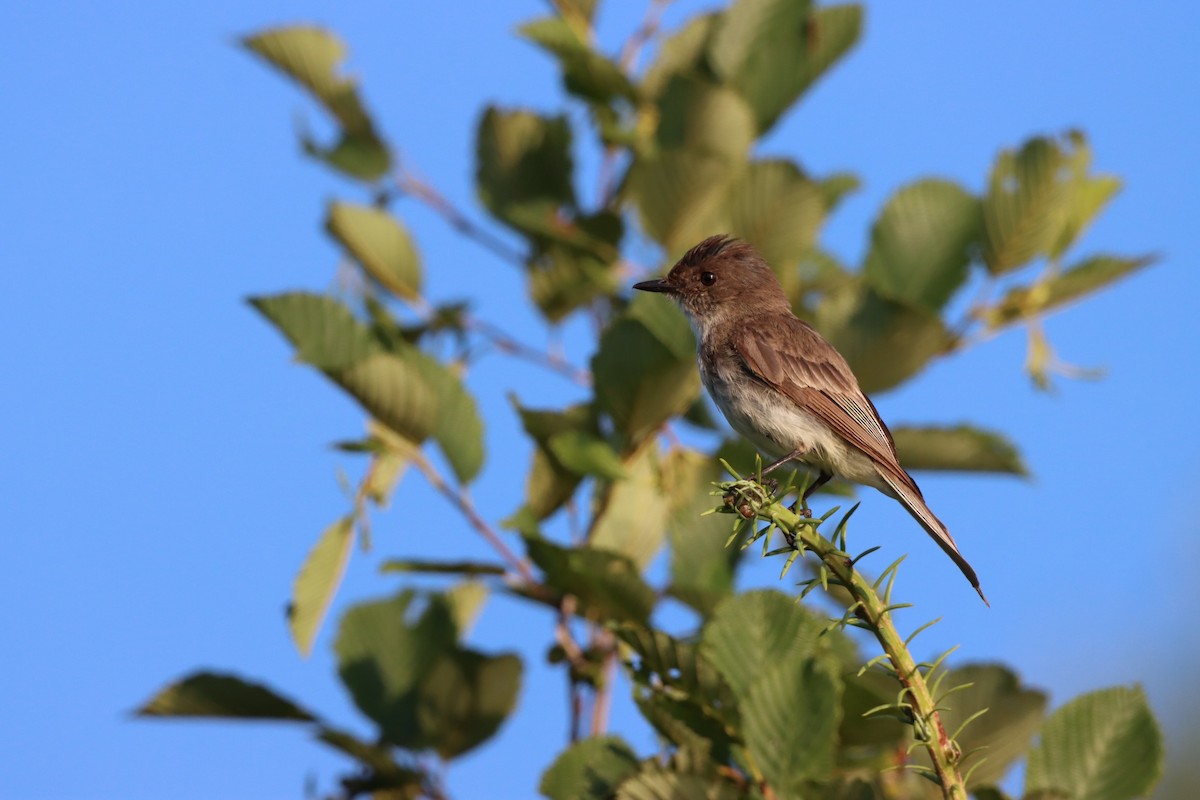 Eastern Phoebe - ML597778761