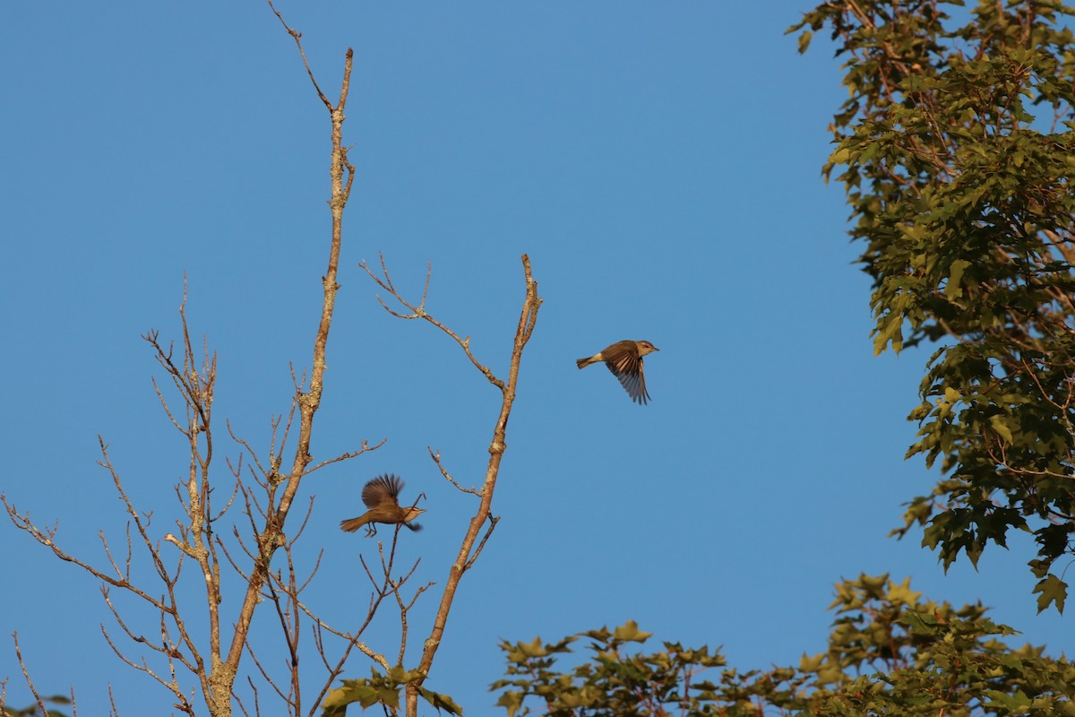 Vireo Ojirrojo - ML597779051