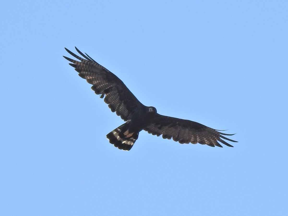 Zone-tailed Hawk - ML597779121