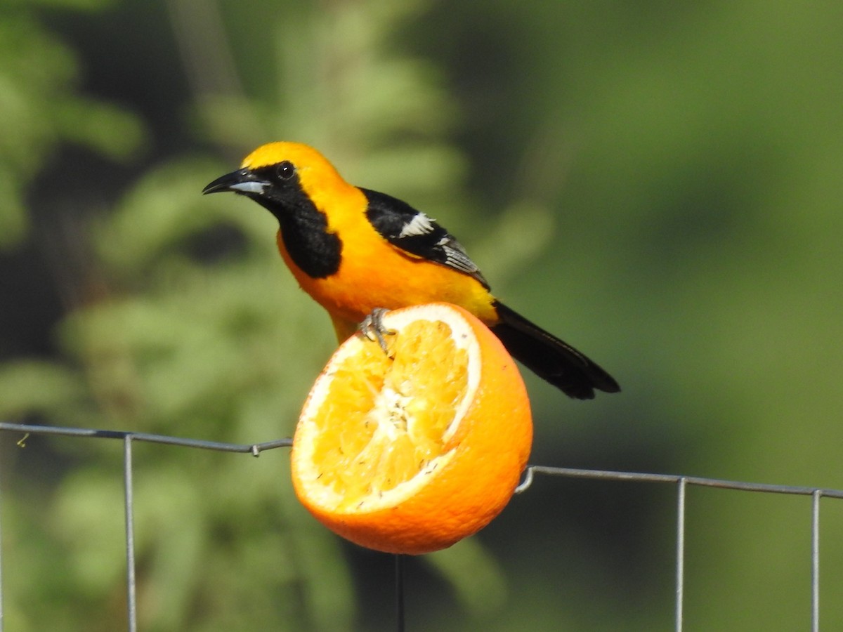 Hooded Oriole - ML597779211