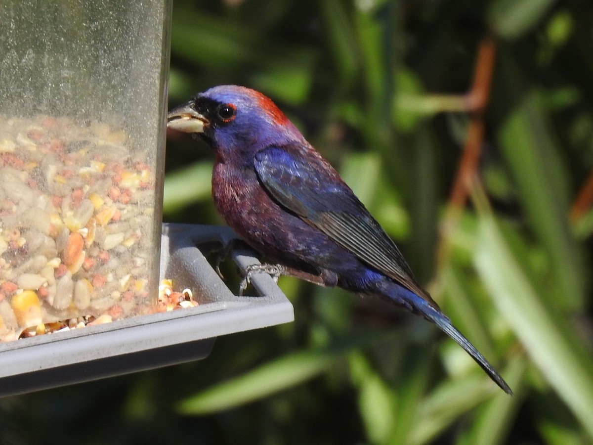 Varied Bunting - ML597779231