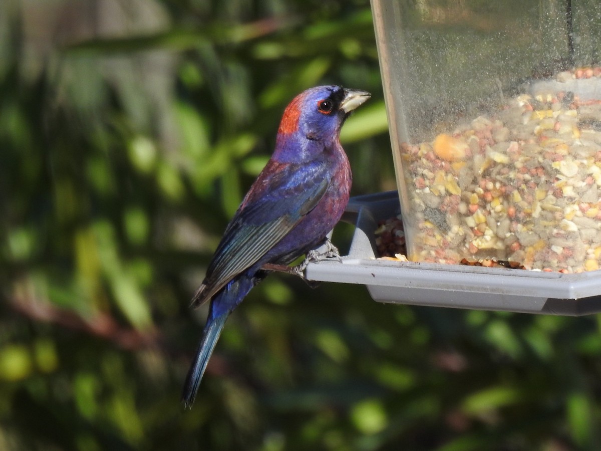 Varied Bunting - ML597779241