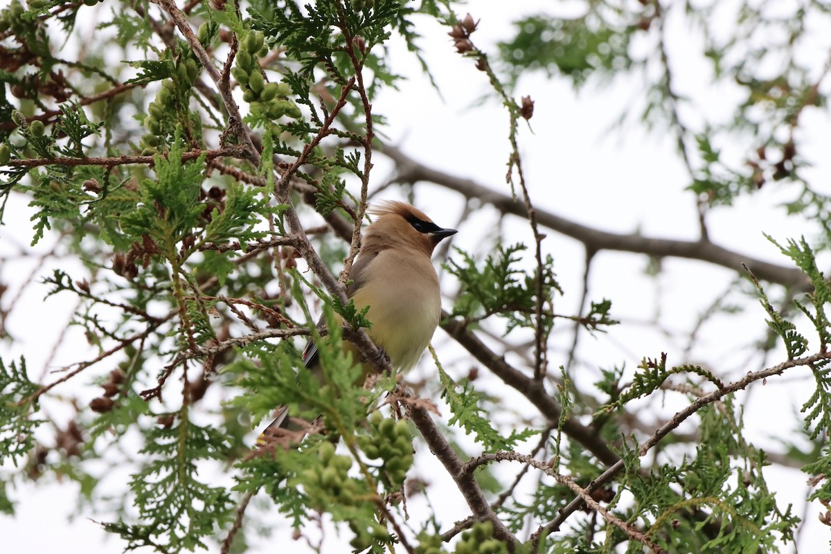 Cedar Waxwing - ML597779261