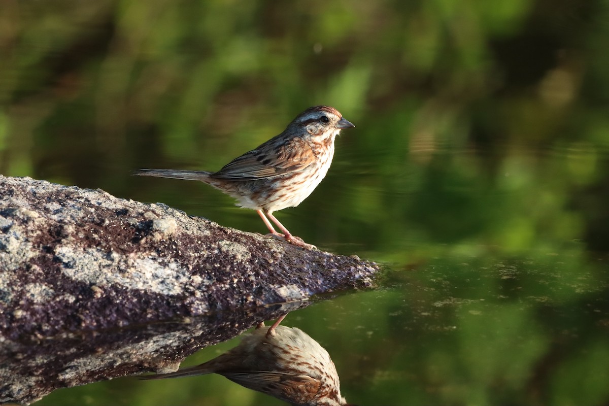 Song Sparrow - ML597779361