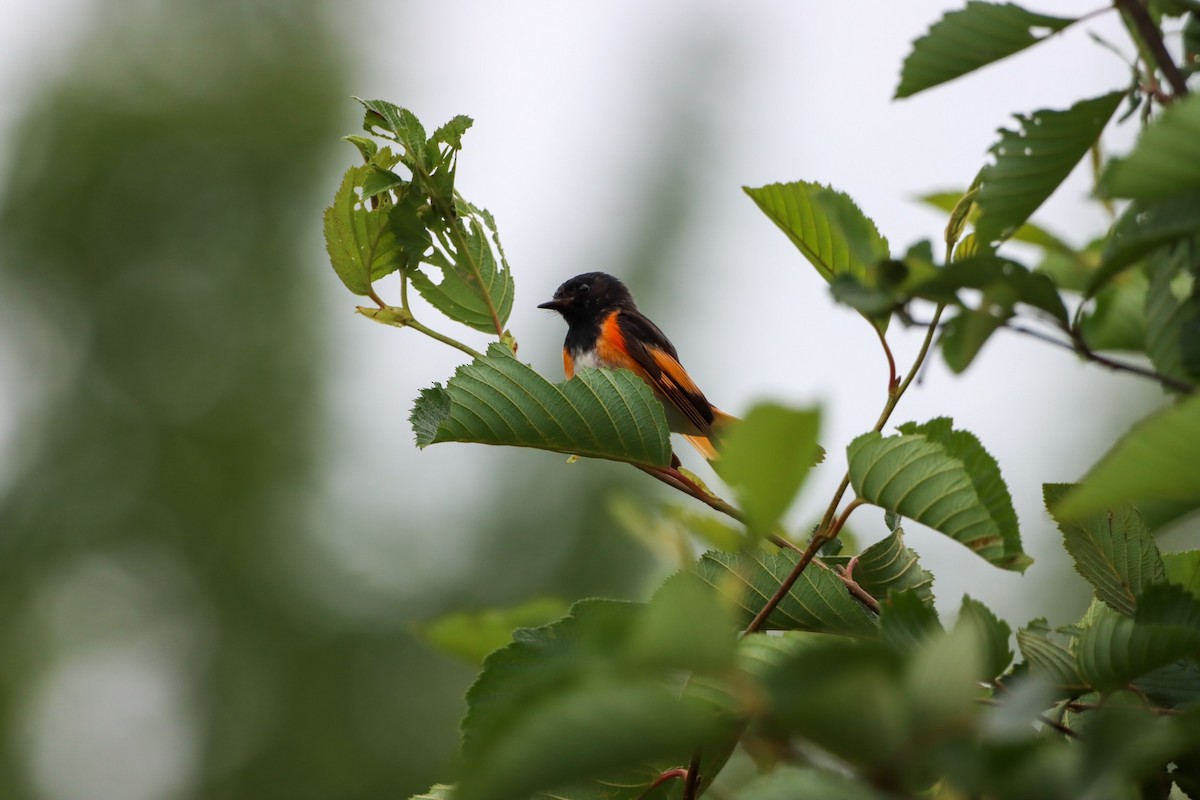 Paruline flamboyante - ML597779391