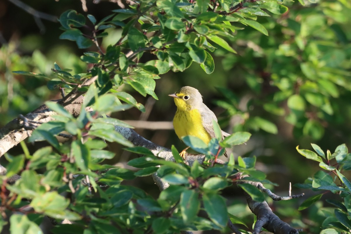 Canada Warbler - ML597779631