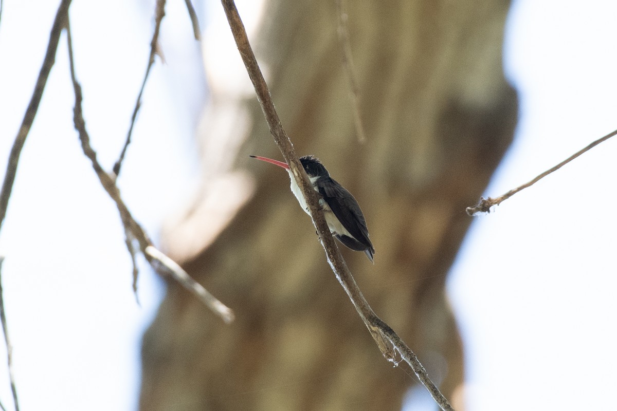 Violet-crowned Hummingbird - ML597779641