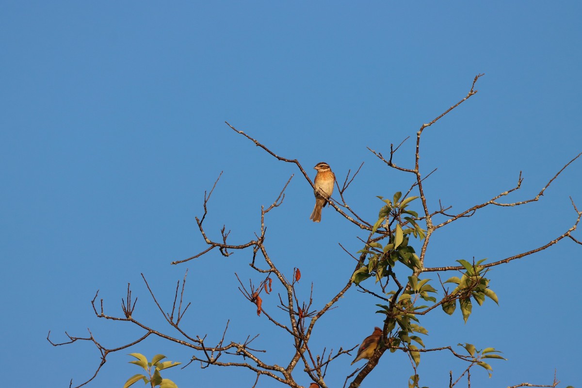 Rose-breasted Grosbeak - ML597780401