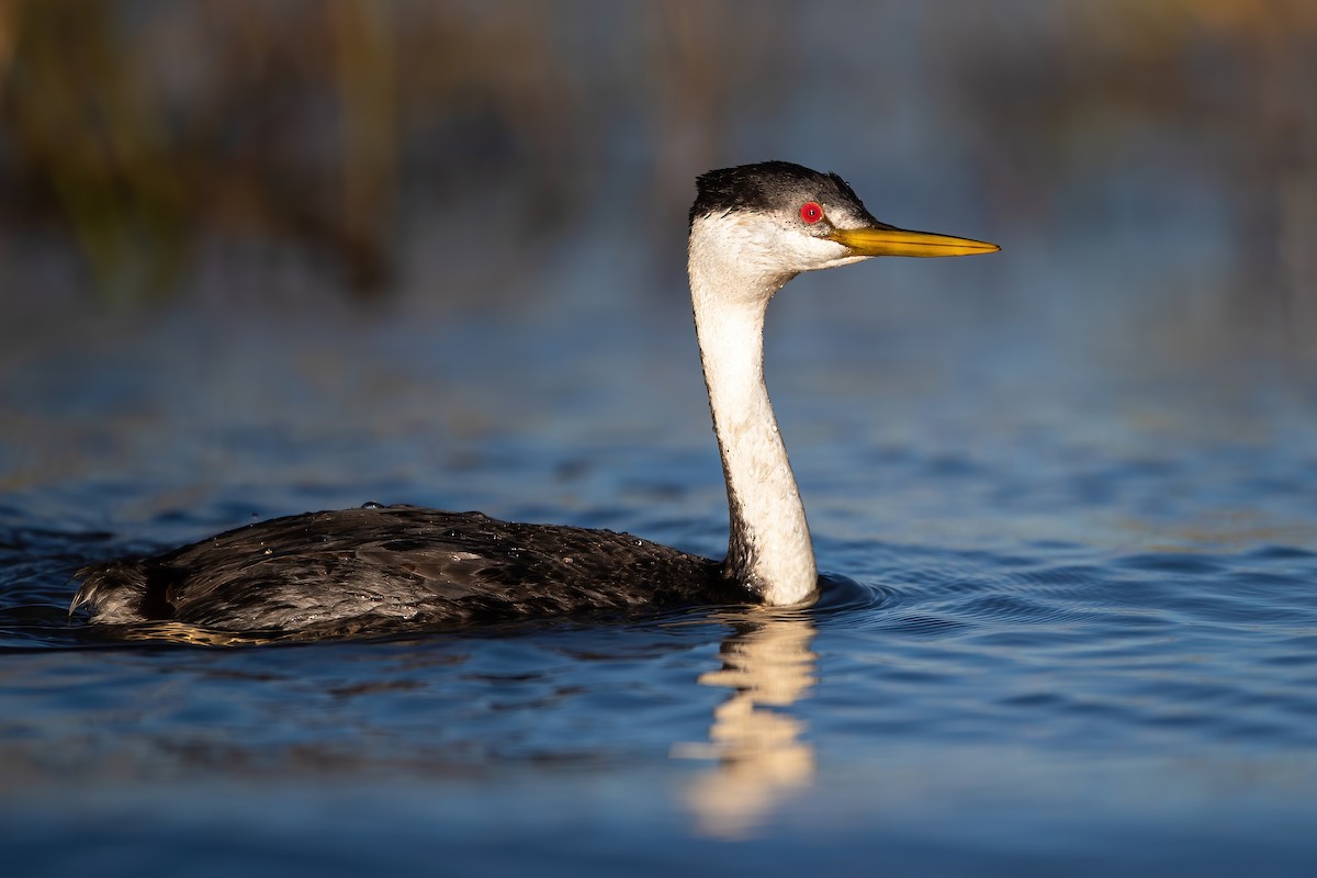 Western x Clark's Grebe (hybrid) - ML597780691