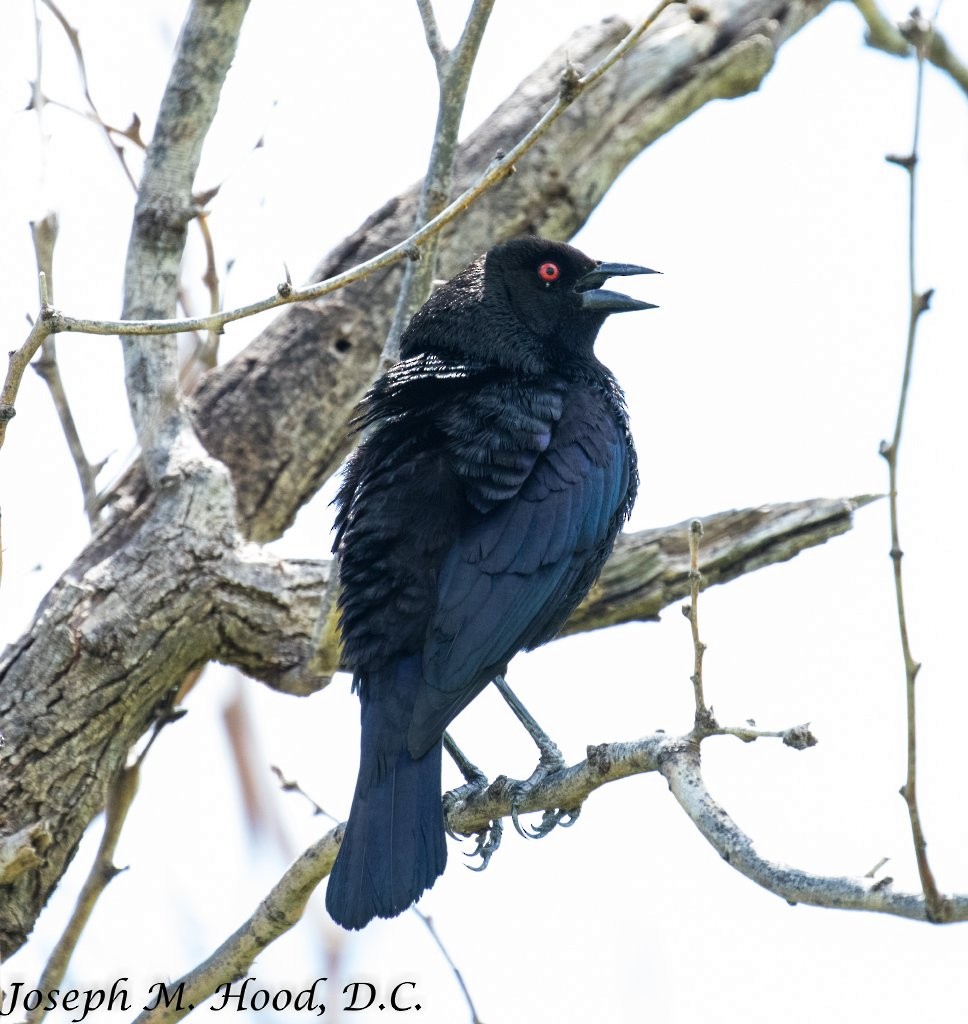 Bronzed Cowbird - ML59778071