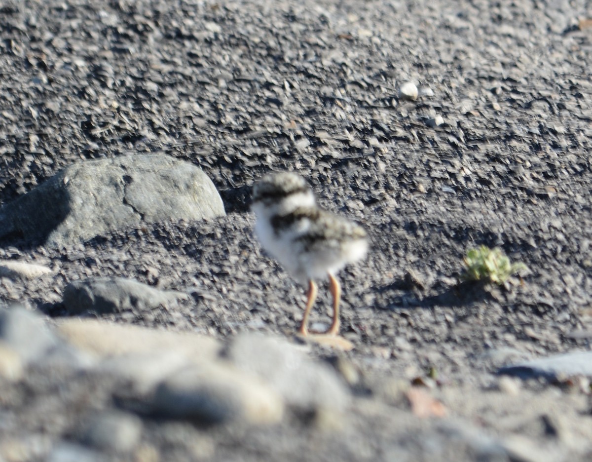 Common Ringed Plover - ML597781561