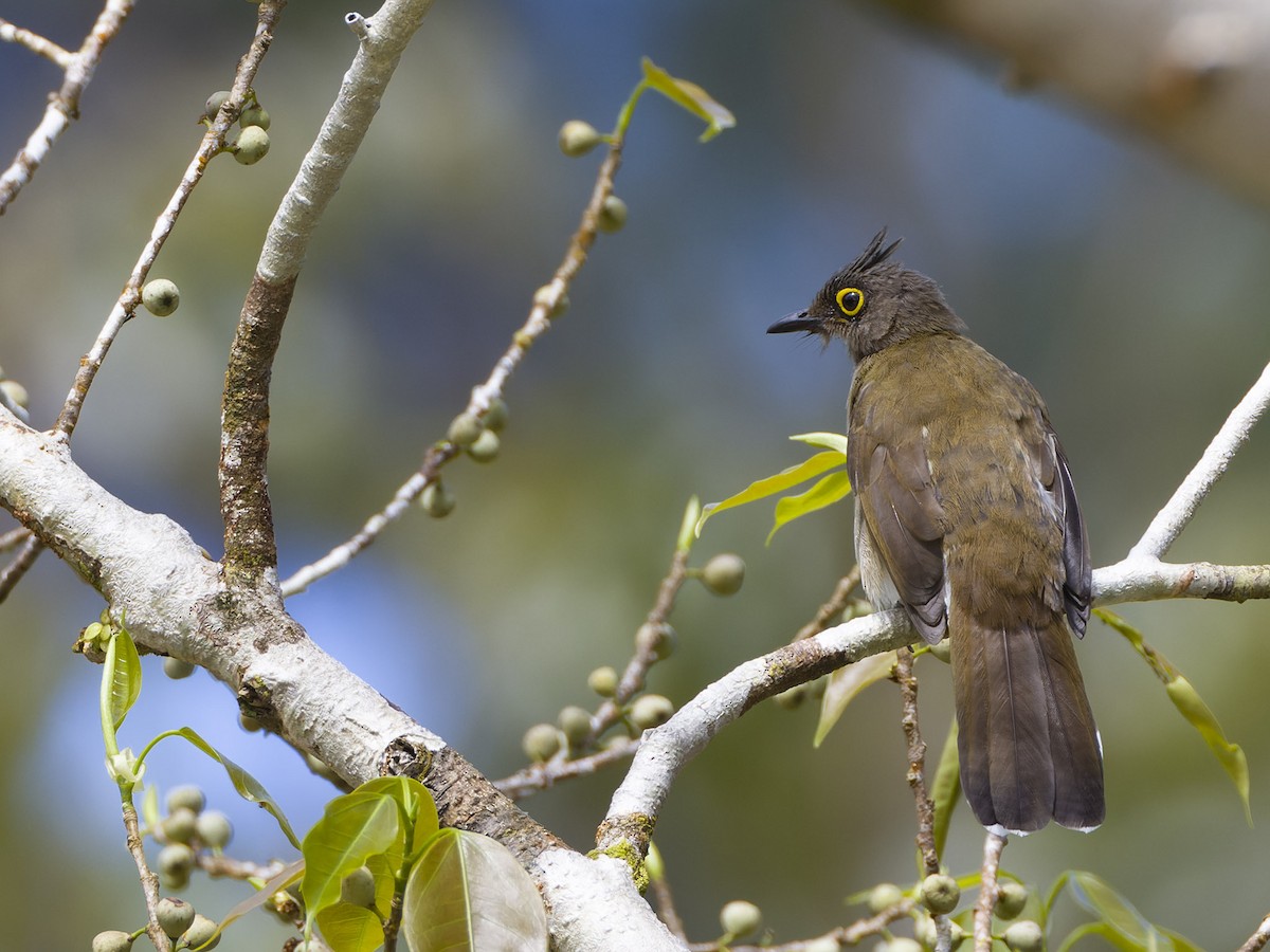 Yellow-wattled Bulbul - ML597781631