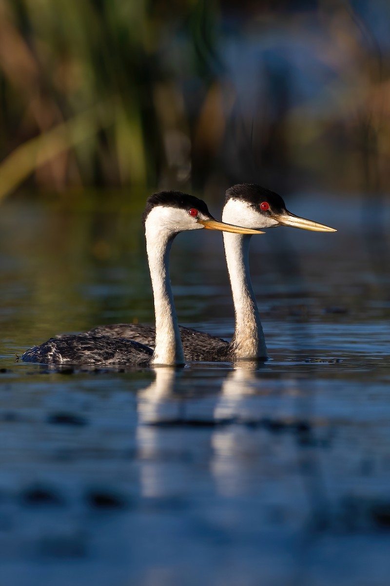 Western x Clark's Grebe (hybrid) - ML597781811