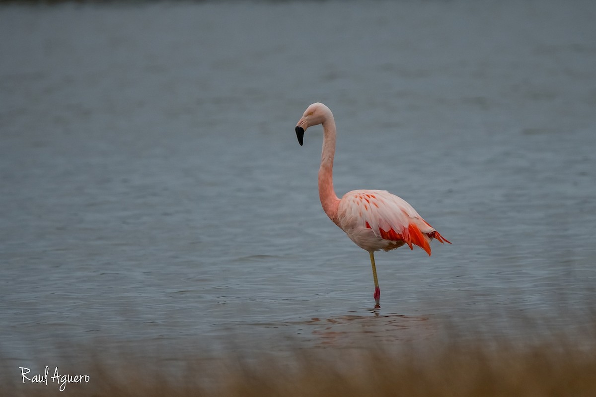 Chilean Flamingo - ML597781961
