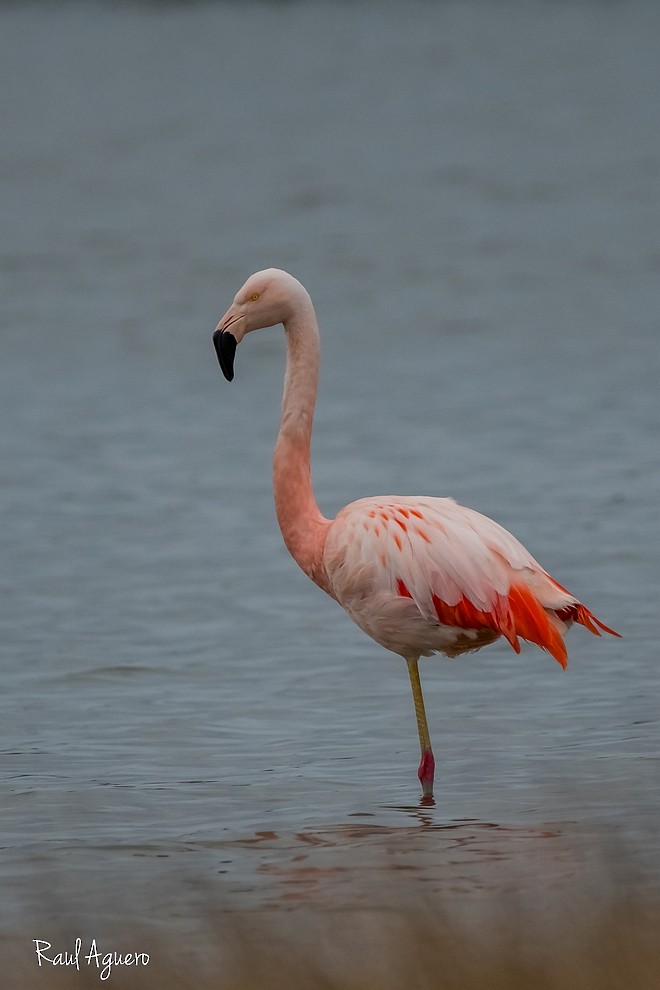 Chilean Flamingo - ML597781971