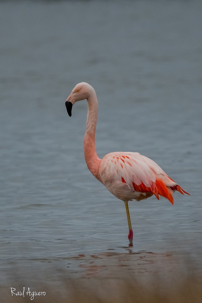 Chileflamingo - ML597781971