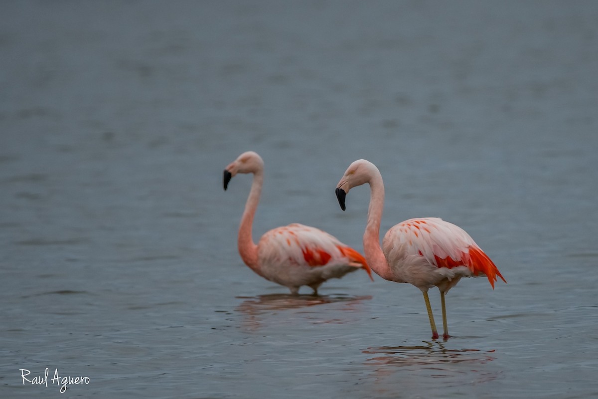 Şili Flamingosu - ML597781981