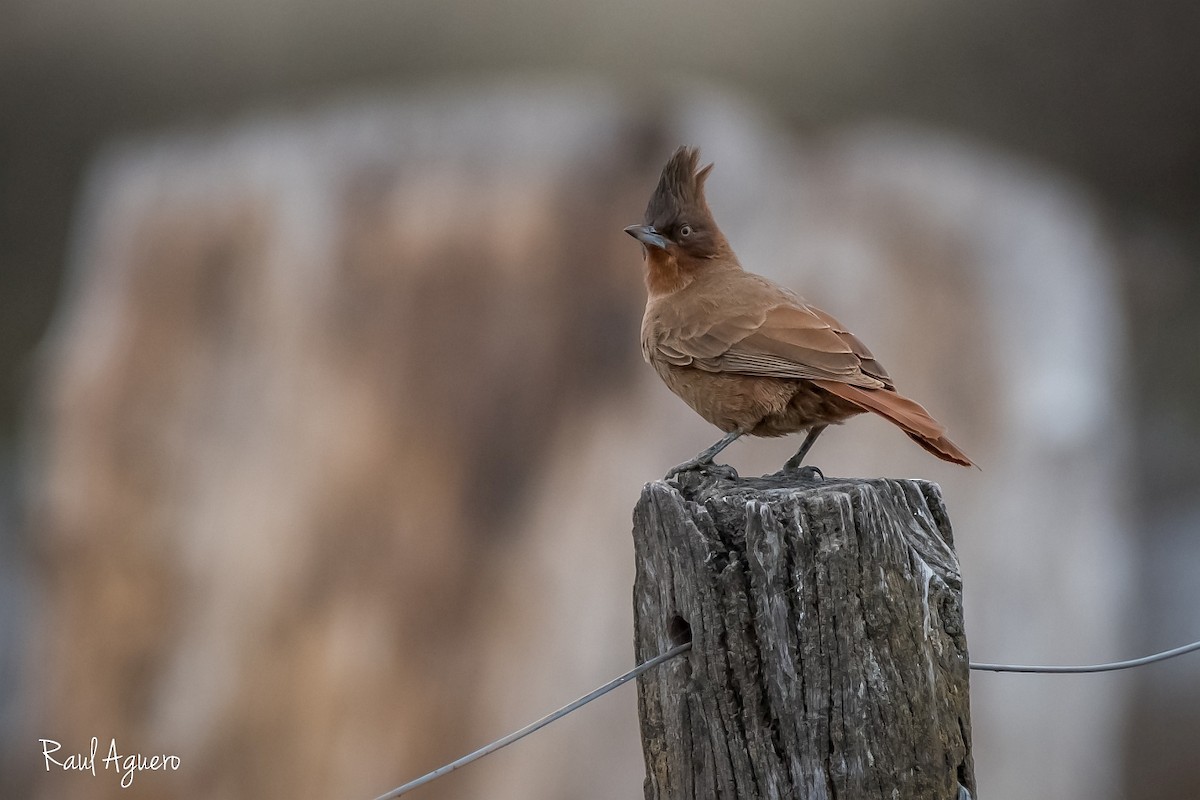 Brown Cacholote - ML597782051