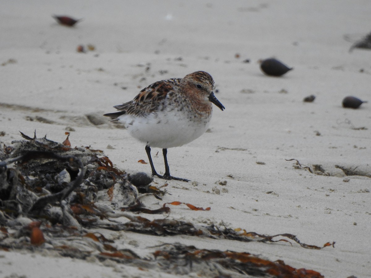 Rotkehl-Strandläufer - ML597782401