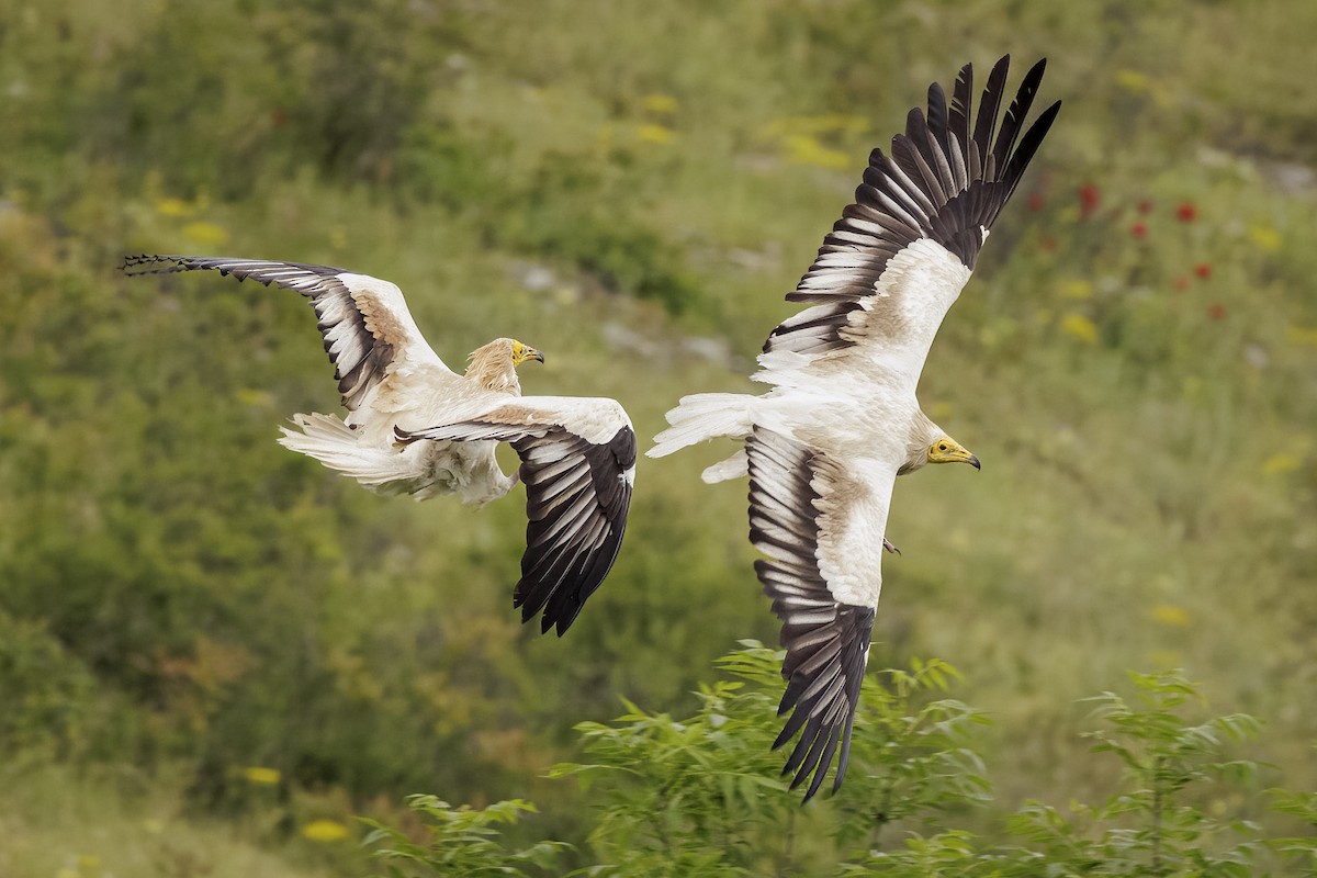 Egyptian Vulture - Hans Wohlmuth