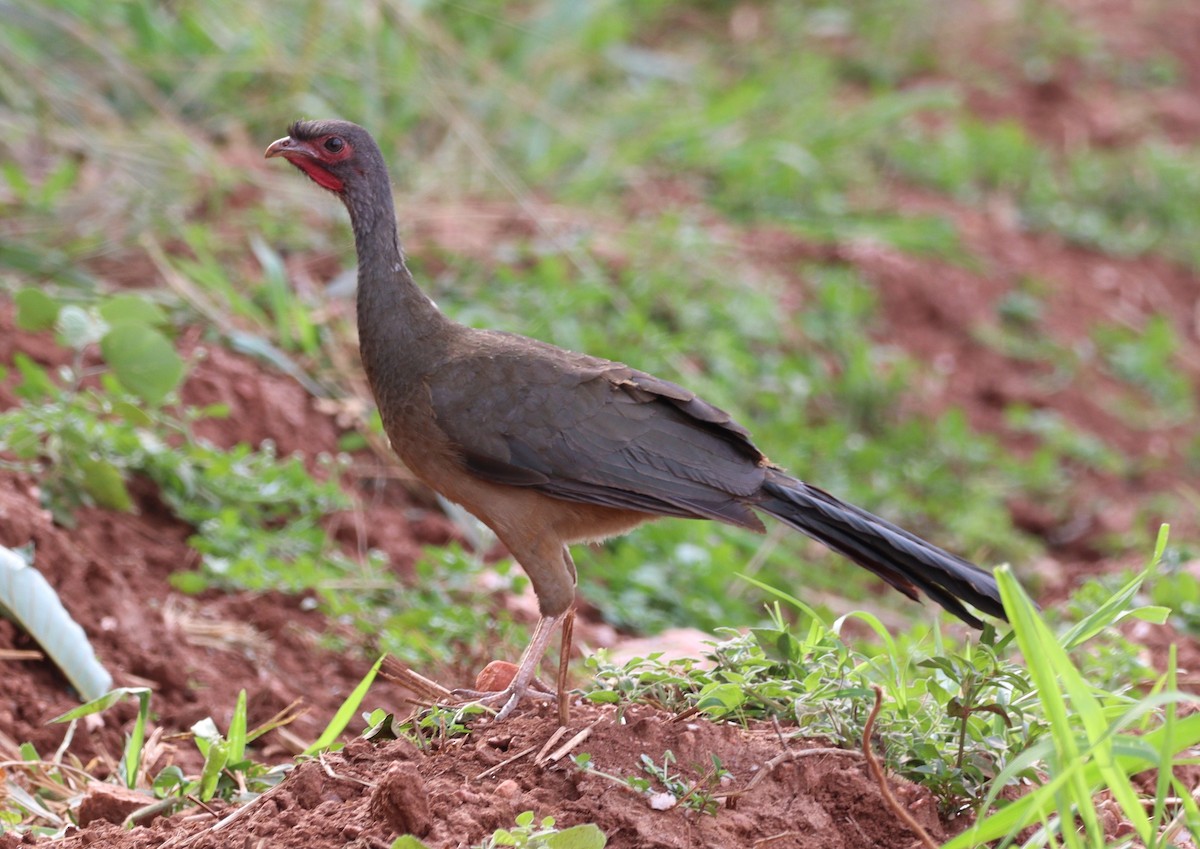 Chaco Chachalaca - Rodrigo Ferraz