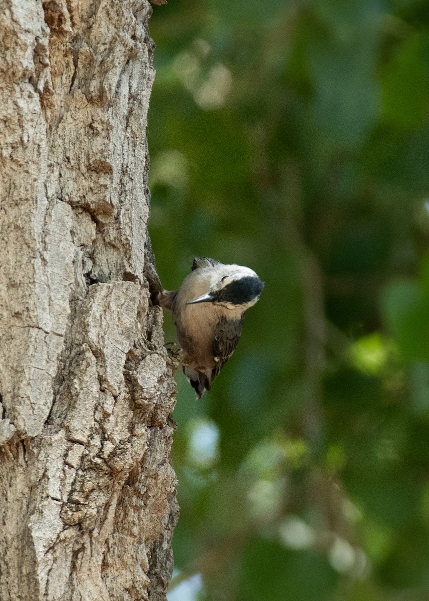 White-breasted Nuthatch - ML597782801