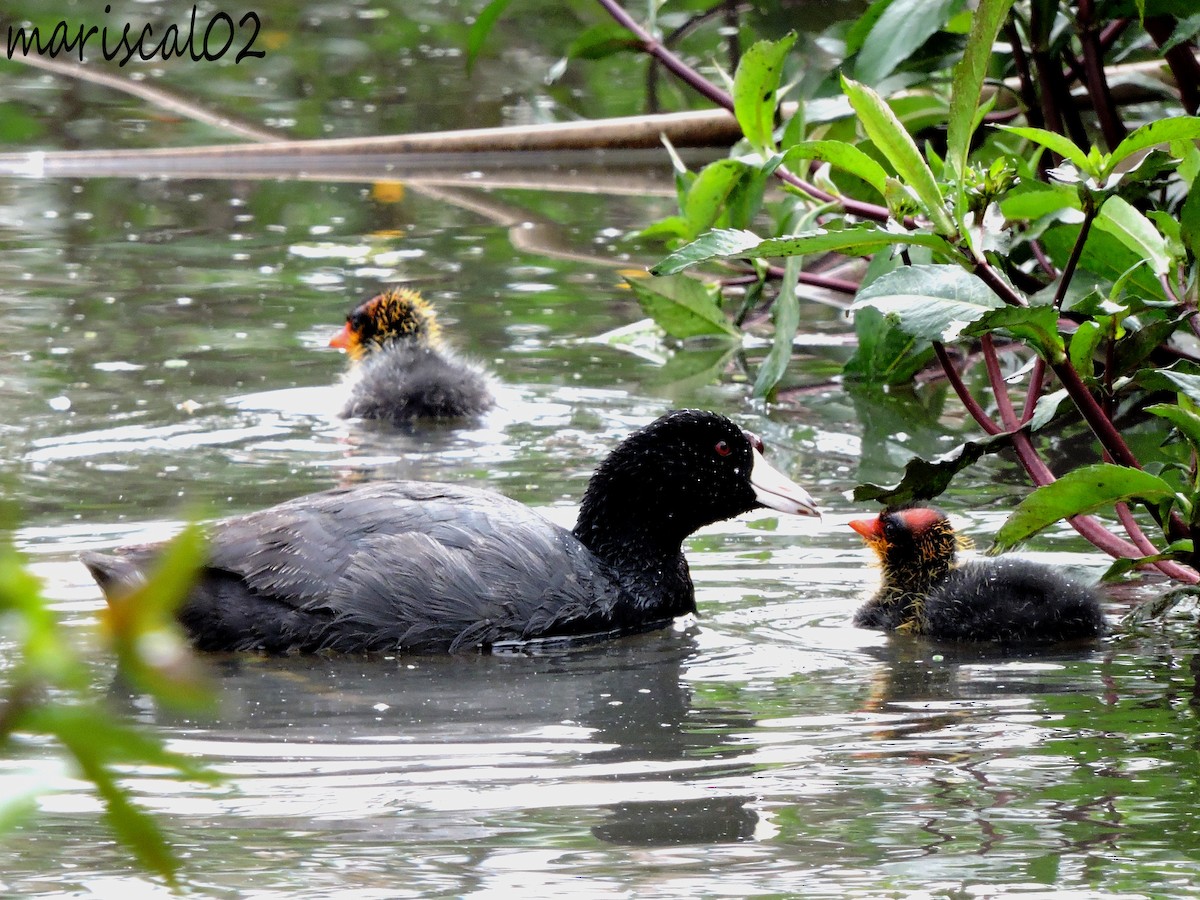 American Coot - ML597782941