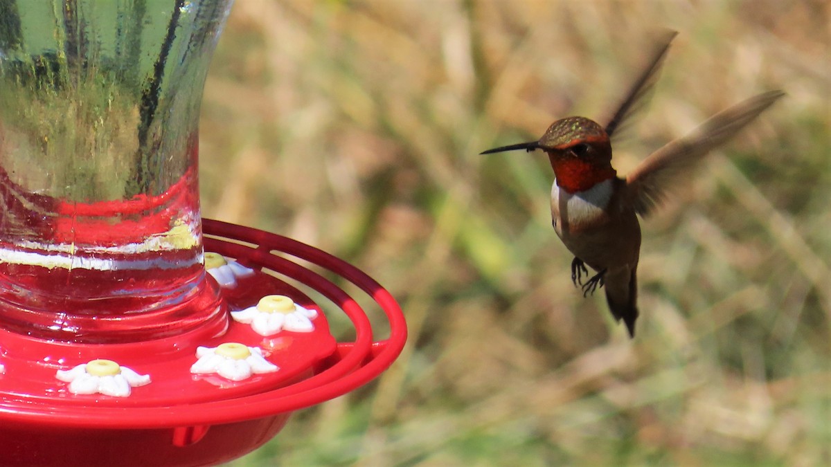 Rufous Hummingbird - ML597783451